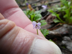 Viola sieberiana