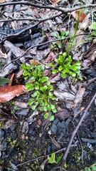 Viola sieberiana