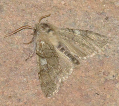 Achlya flavicornis