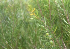 Persoonia virgata