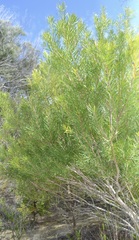 Persoonia virgata
