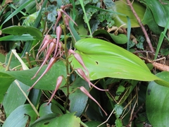 Pleurothallis phalangifera