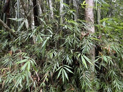 Bambusoideae