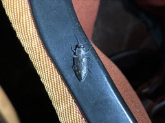 Melanophila consputa