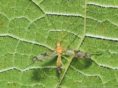 Macrocera