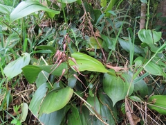 Pleurothallis phalangifera