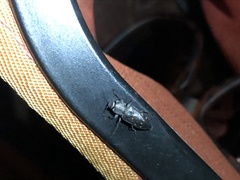 Melanophila consputa