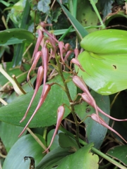 Pleurothallis phalangifera