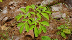 Amorphophallus