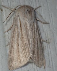 Acronicta insularis