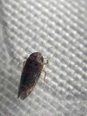 Xestocephalus