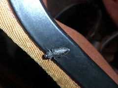 Melanophila consputa