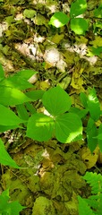 Trillium cernuum