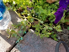 Portulaca oleracea