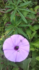 Ipomoea ternifolia ternifolia