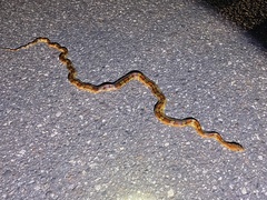 Pantherophis guttatus