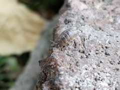 Armadillidium vulgare