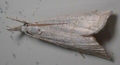 Haimbachia squamulellus