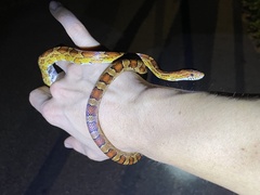 Pantherophis guttatus