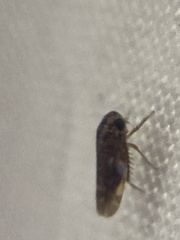 Xestocephalus