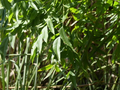 Sapindaceae