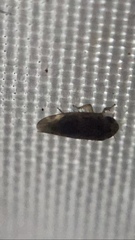 Xestocephalus