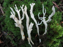 Clavulina rugosa