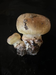 Cortinarius atkinsonianus
