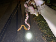 Pantherophis guttatus