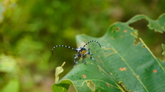 Trenetica lacrymans