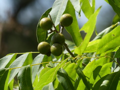 Sapindaceae