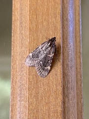Aglossa