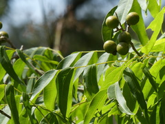Sapindaceae