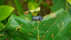 Trenetica lacrymans