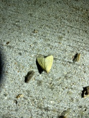 Marimatha nigrofimbria