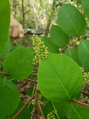 Toxicodendron vernix: Herkunft und Verwendung — Foto 2