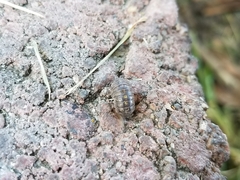 Armadillidium vulgare