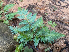 Selaginella willdenowii