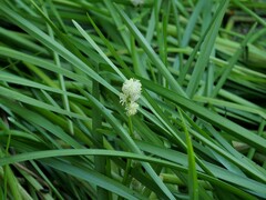 Sparganium emersum