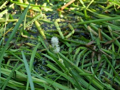 Sparganium emersum