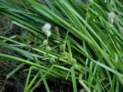 Sparganium emersum