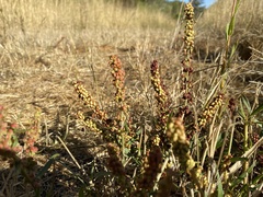 Rumex salicifolius
