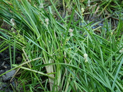 Sparganium emersum