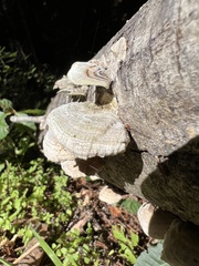 Trametes betulina