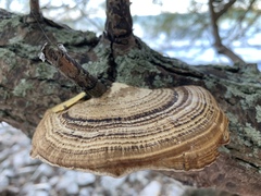 Daedaleopsis confragosa