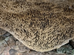 Daedaleopsis confragosa