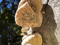Trametes betulina