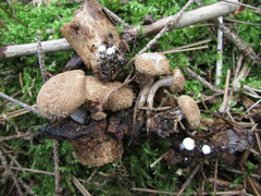Asterophora lycoperdoides