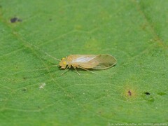 Xanthocaecilius sommermanae