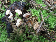Asterophora lycoperdoides